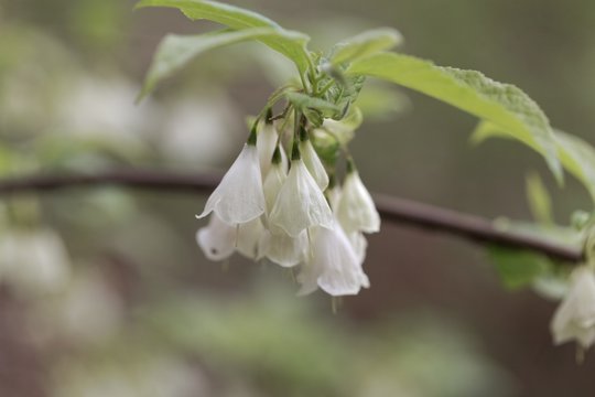 Flowers of a Carolina silverbell, Halesia carolina.