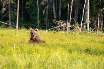 Relaxed brown bear ursus arctos sitting in the green grass in front of forest, Finland