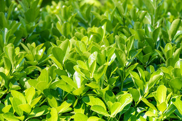 Green bushes with trimmed branches and young leaves.