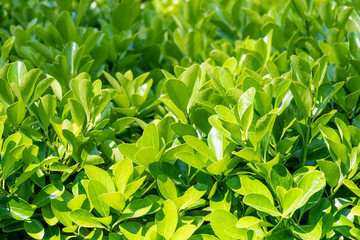 Green bushes with trimmed branches and young leaves.