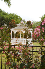 flowers in the garden