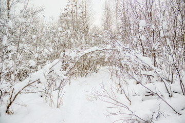 Winter landscape in the forest. Trees in the snow. Snow picture.