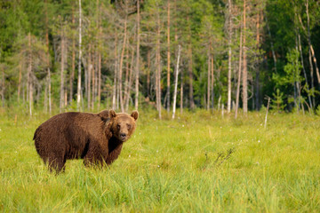 Mighty big brown bear ursus arctos in front of boreal forest watching towards camera; Finland