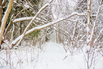 Winter landscape in the forest. Trees in the snow. Snow picture.