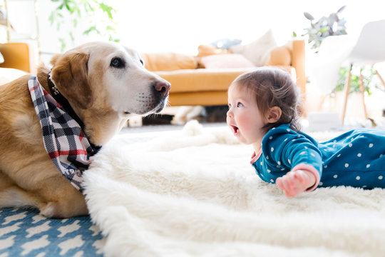 Baby Girl Playing With Dog At Home