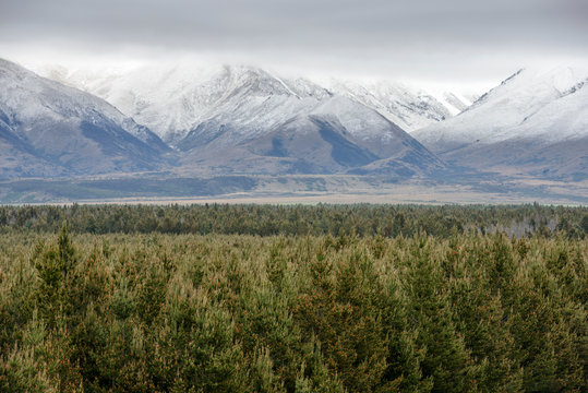 Forest by Ben Ohau mountain range in Dobson Valley, New Zealand