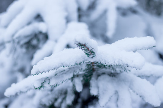 Winter landscape in the forest. Trees in the snow. Snow picture.