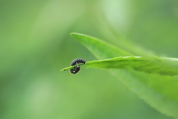 two black beetles eating leaves