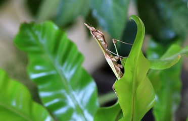 Mantis Empusa fasciata large on green leaves