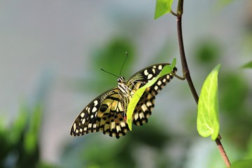 Beautiful butterfly Papilio demoleus closeup