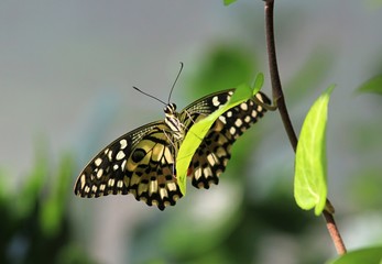 Beautiful butterfly Papilio demoleus closeup