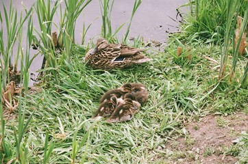 Ducklings asleep 