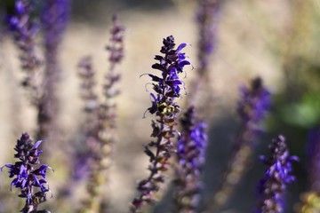close up of lavender flowers