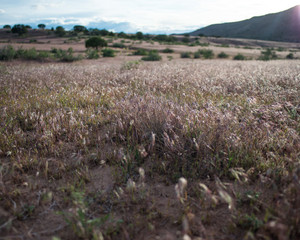Fototapeta premium sunny field with grass and bushes 