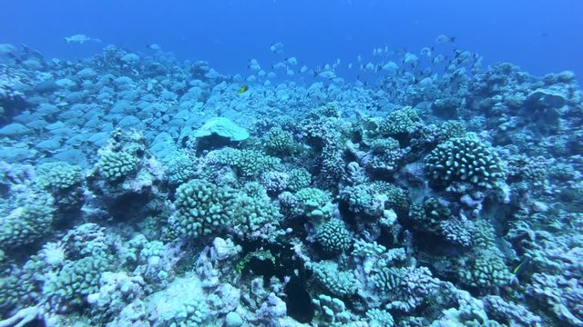 Colorful seaded on the coralreef. Beautiful fishes in underwoter world. Bright sea buttom landscape full of colorful fish. Underwater ocaen aquatic wildlife