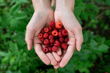 Woman's cupped hands holding raspberries