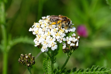 Biene auf weißer Blüte - Stockfoto