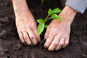 Hands of senior man planting
