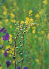 Colorful flowering field in the midsummer season
