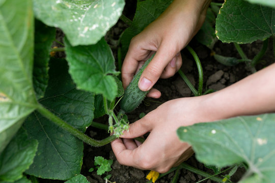 Hands of woman picking cucumber