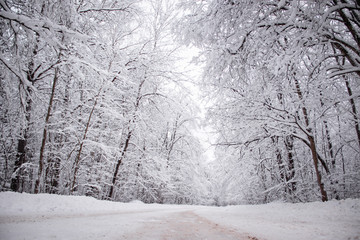 Winter snowy road. Branches of snowy trees hang over the road. Winter landscape. Journey in the winter.