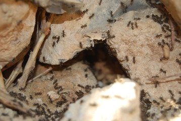 Ants and Ant Eggs in Nest