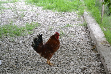 very beautiful and high quality rooster pictures