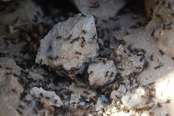 Ants and Ant Eggs in Nest