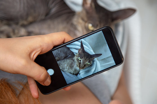 Girl makes photo of a cat with a smartphone