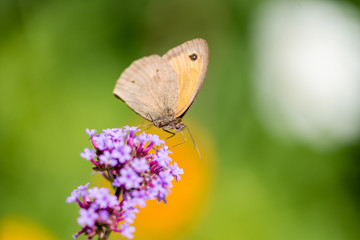 Papillon