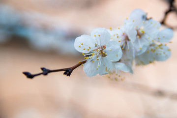 First apricot flowers. Flowering apricot on a clear spring day