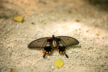 Papillon