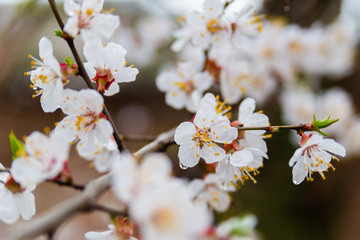 First apricot flowers. Flowering apricot on a clear spring day