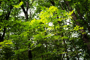 Obraz na płótnie Canvas green leaves in the forest