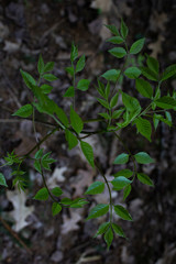 green leaves