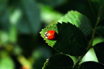 Marienkäfer und grünes Blatt - Stockfoto