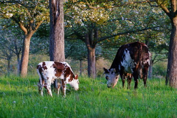 Animal ferme vache 292