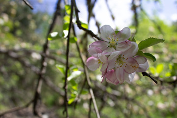 blooming apple tree