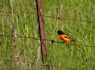 Naklejka premium Northern Oriole sits perched on rusty fence