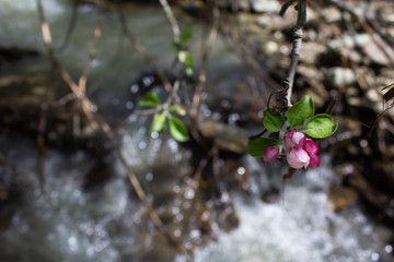 Flower over the branch