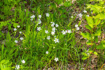 Stellaria field flowers