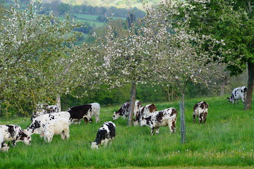 Animal ferme vache 300