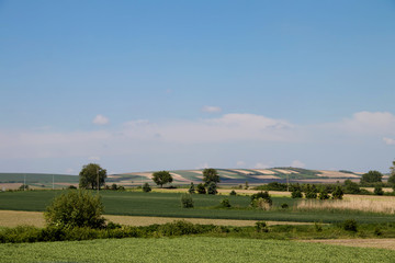 Fototapeta na wymiar Meadow in Vojvodina (Serbia), cultivated with corn and vegetables, near Zrenjanin city