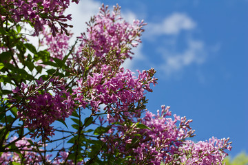 Close up view of beautiful rose color Chinese lilac blooms
