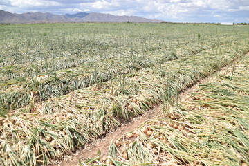 Arizona havested and sacked brown onions