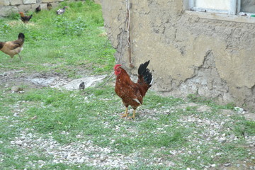 very beautiful and high quality rooster pictures