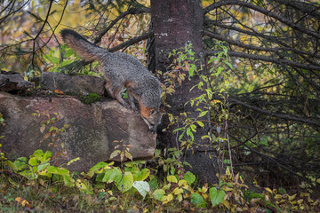 Grey Fox (Urocyon cinereoargenteus) Looks to Jump Down Rock Autumn