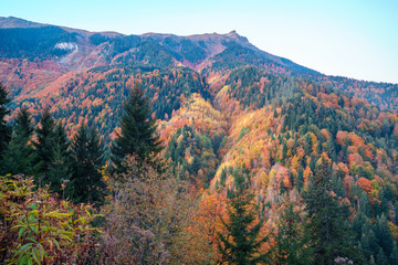 colorful trees in the mountains of Svaneti in the fall. Beautiful landscape