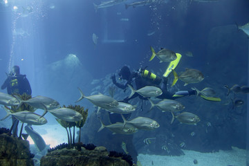 Aquarium divers during maintenance