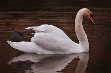 White Swan swims in the evening lake in the rain